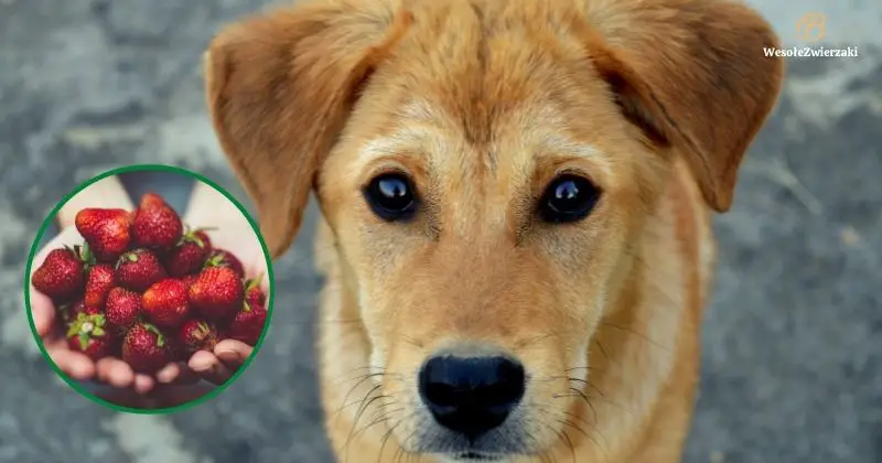 Czy psy mogą jeść truskawki