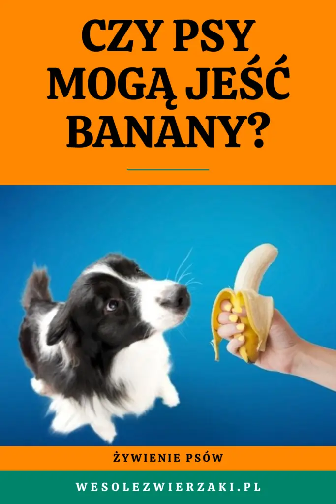 Czy banany są bezpieczne dla psa