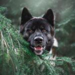 akita amerykańska rasa