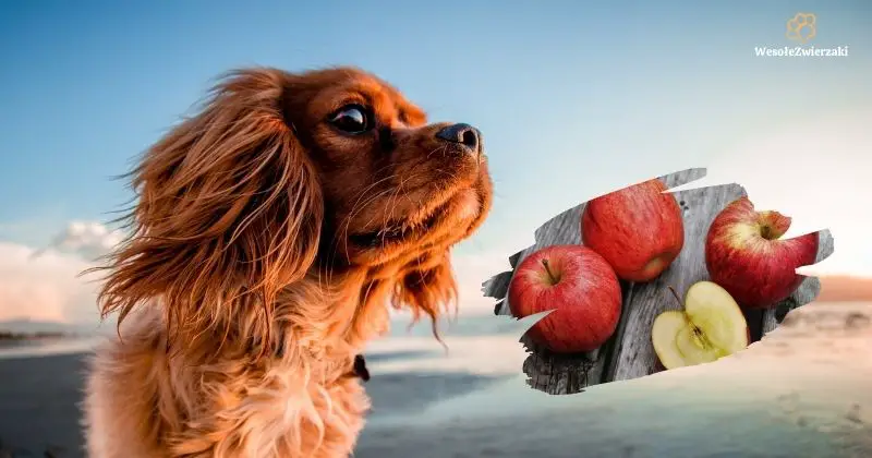 czy pies może jeść jabłko