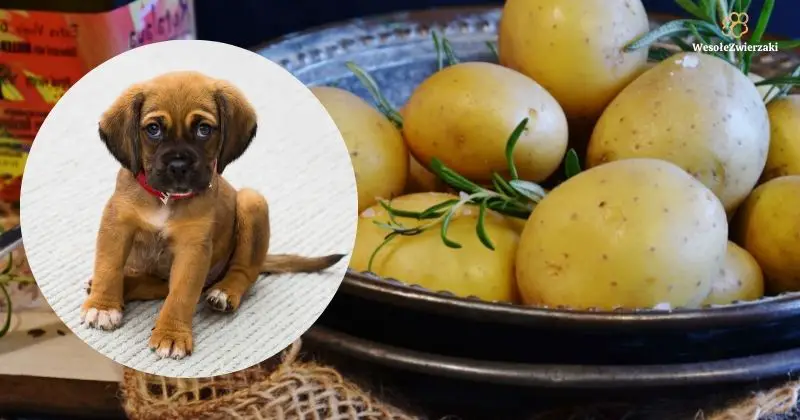 czy pies może jeść ziemniaki