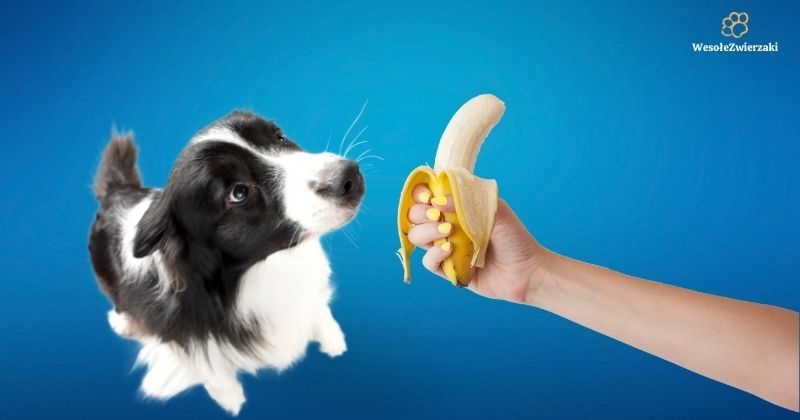 czy psy mogą jeść banany