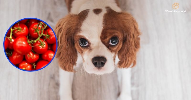 czy psy mogą jeść pomidory