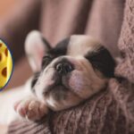 Czy pies może jeść ser żółty
