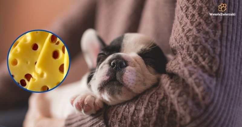 Czy pies może jeść ser żółty