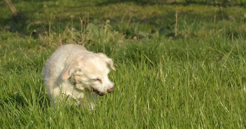 Dlaczego pies je trawę i wymiotuje