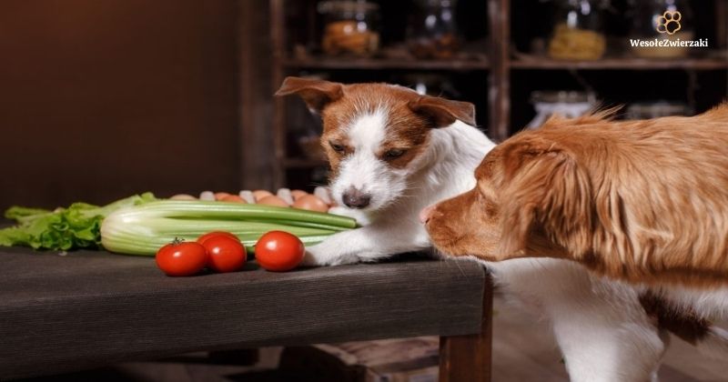 jakie owoce i warzywa może jeść pies