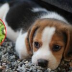 Czy pies może jeść kiwi