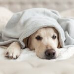 anemia niedokrwistość u psów