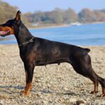 Doberman