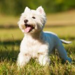 west highland white terrier