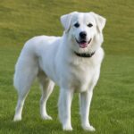 Akbash dog