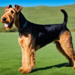 airedale terrier