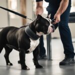 American bully