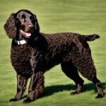 Amerykański spaniel dowodny