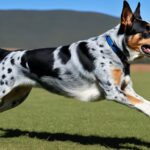 Australian stumpy tail cattle dog
