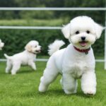 Bichon frisé